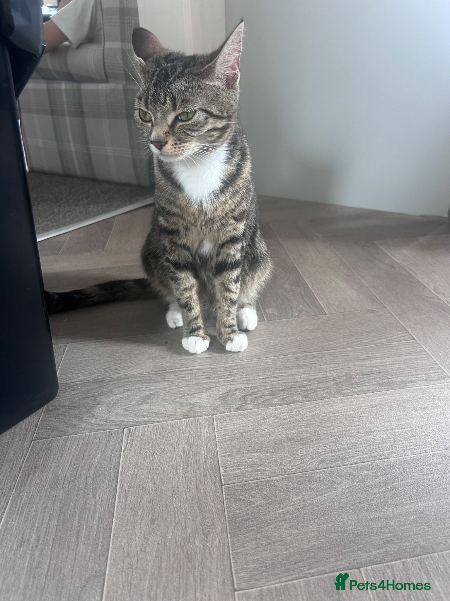 Mixed Breed cats 3 kittens for sale - Advert 5