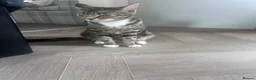 Mixed Breed cats for sale: 3 kittens for sale in Barnsley - Advert 1