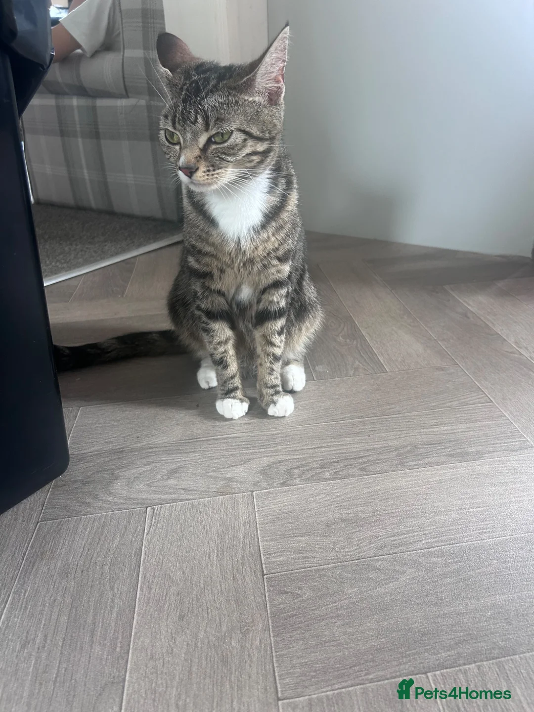 Mixed Breed cats for sale: 3 kittens for sale in Barnsley - Advert 1