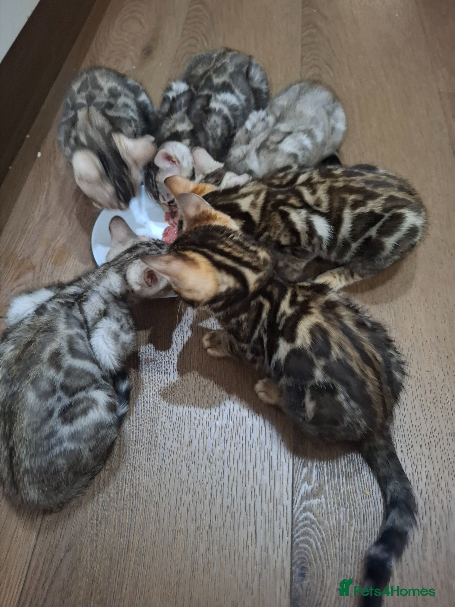 Bengal cats Outstanding Bengal Kittens – 5★ Licensed Cattery - Advert 1