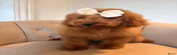 Cockapoo dogs for sale: LICENSED BREEDER QUALITY HEALTH TESTED COCKAPOOS - Advert 12