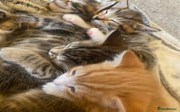 American Shorthair cats for sale: 4 kitten for sale  - Image 13