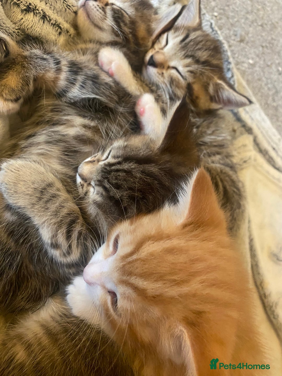 American Shorthair cats for sale: 4 kitten for sale  - Image 13
