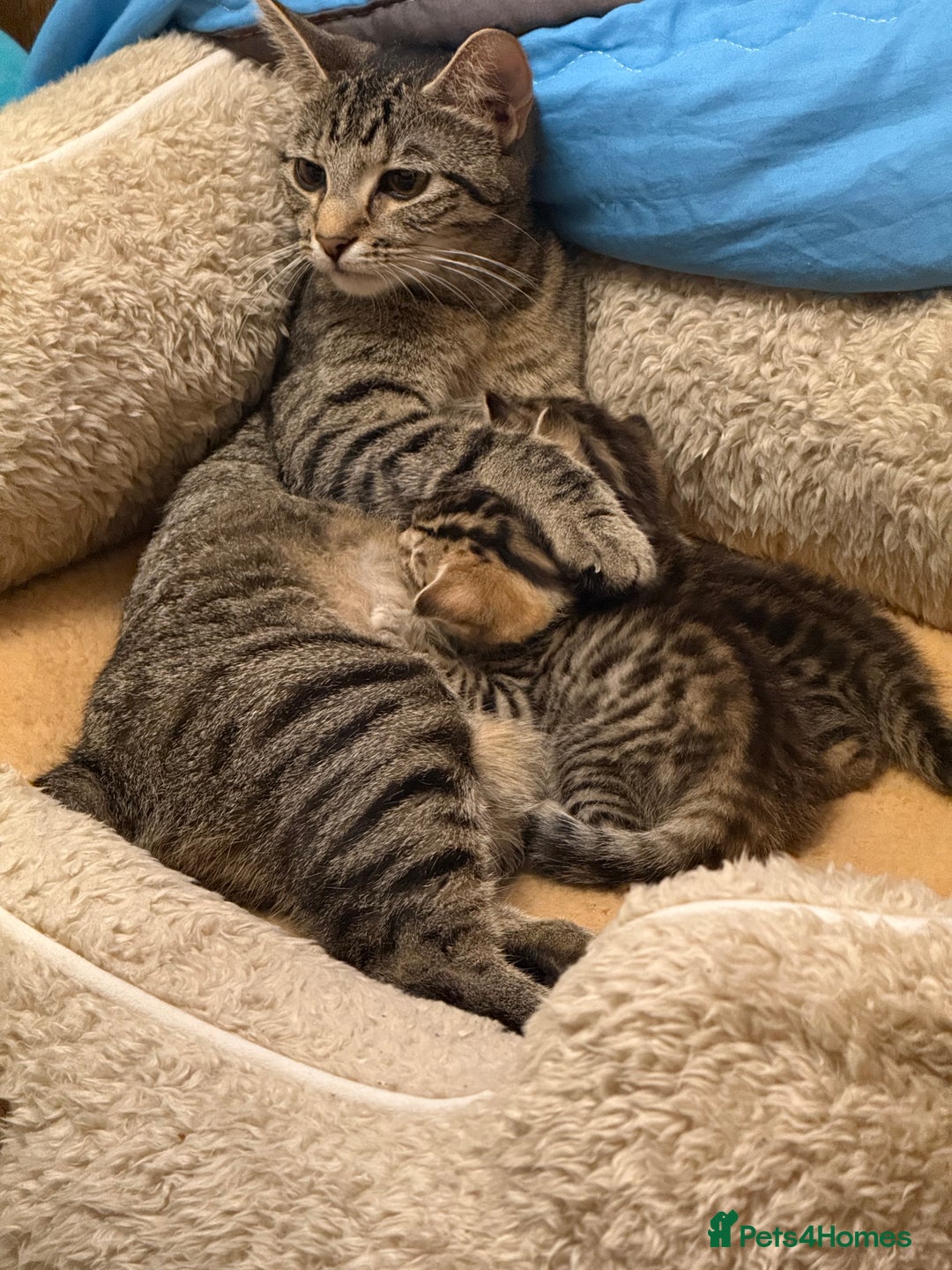 Mixed Breed cats for sale: Bengal mixed kitten  - Advert 3