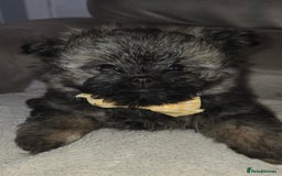 Mixed Breed dogs for sale: Shiranian puppies  - Image 7