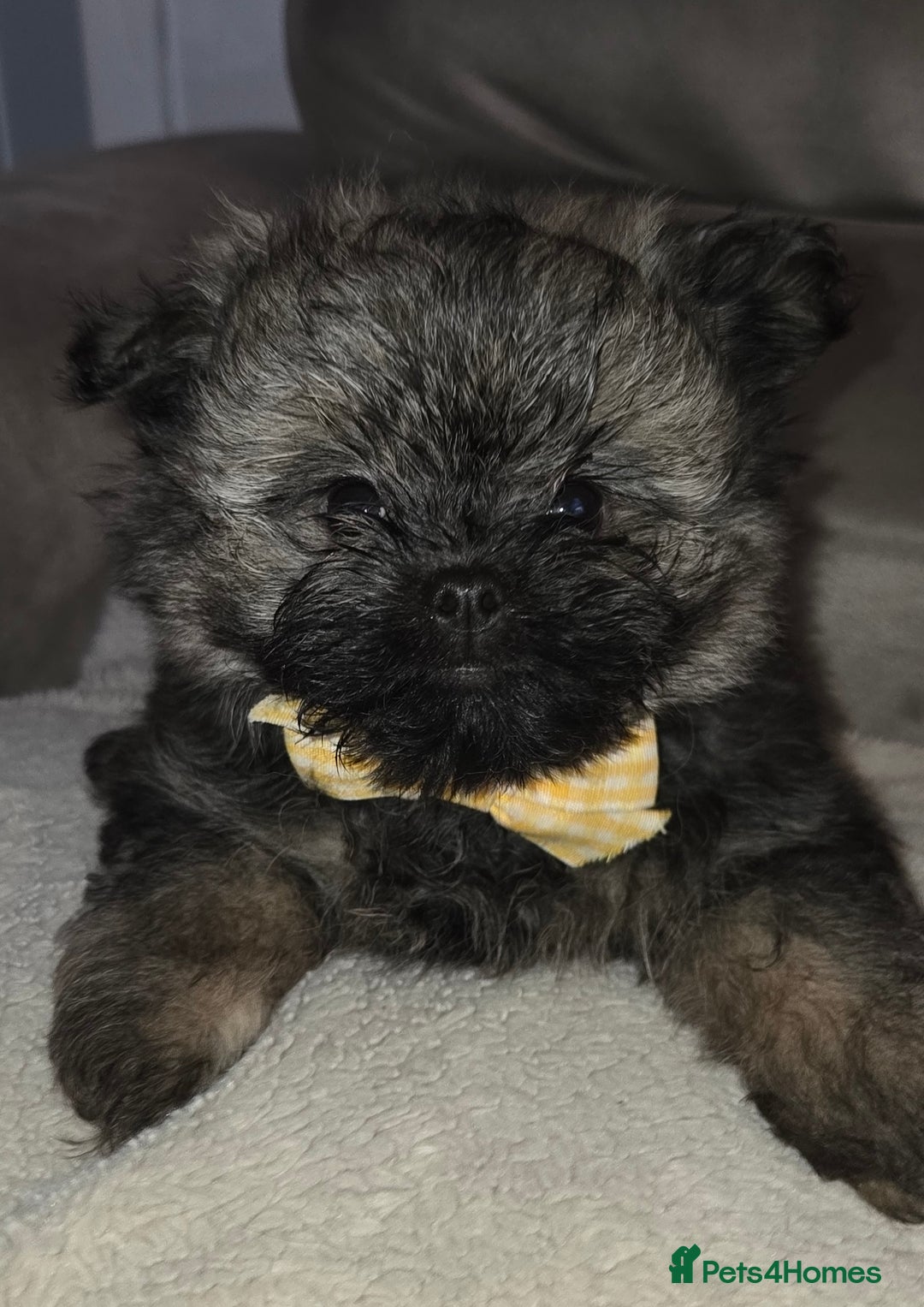 Mixed Breed dogs for sale: Shiranian puppies  - Image 7
