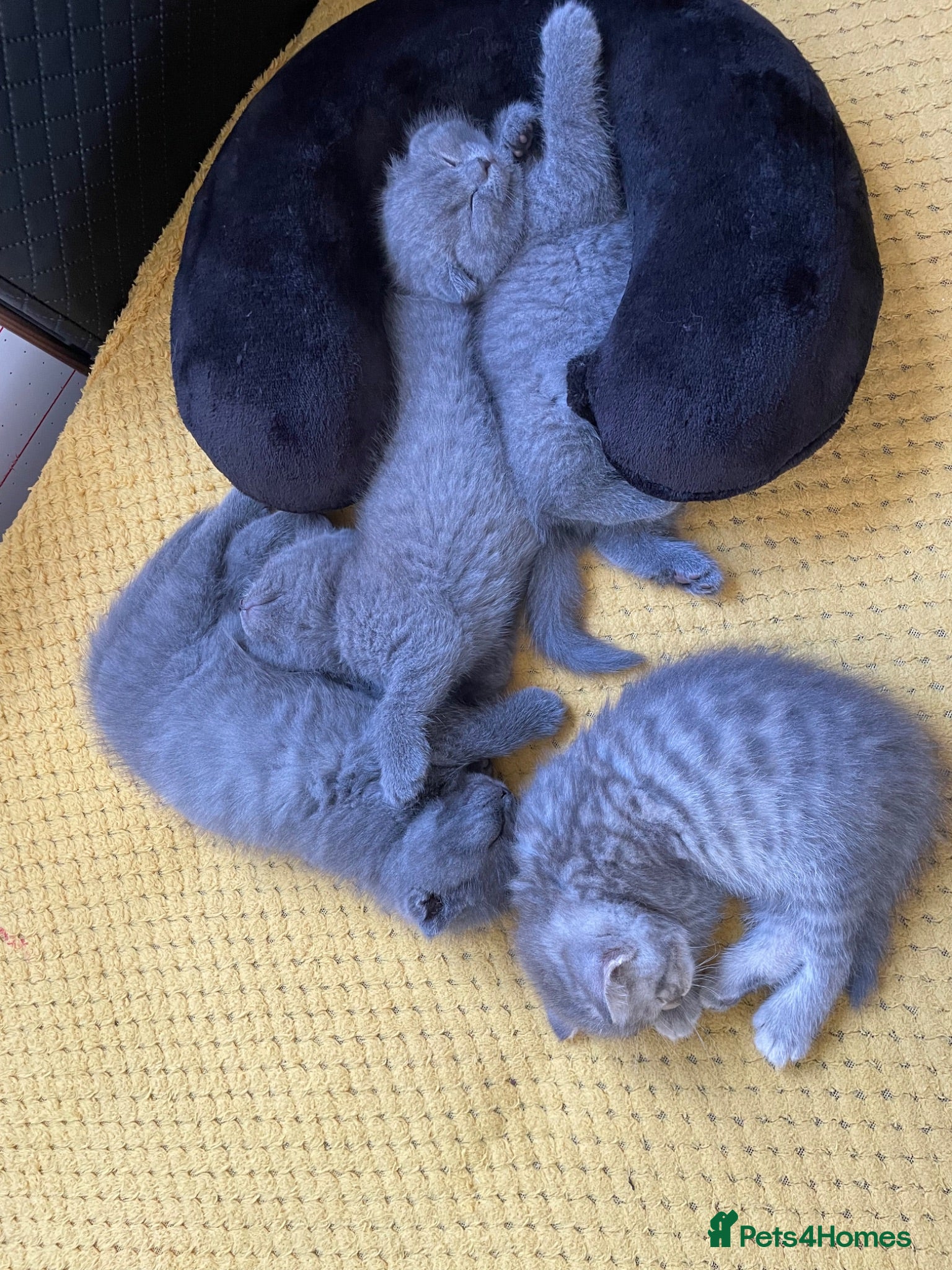 Scottish Fold cats Scotish straight/ fold  - Advert 2