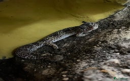 Leopard Gecko reptiles for sale: Leopard gecko - Image 2