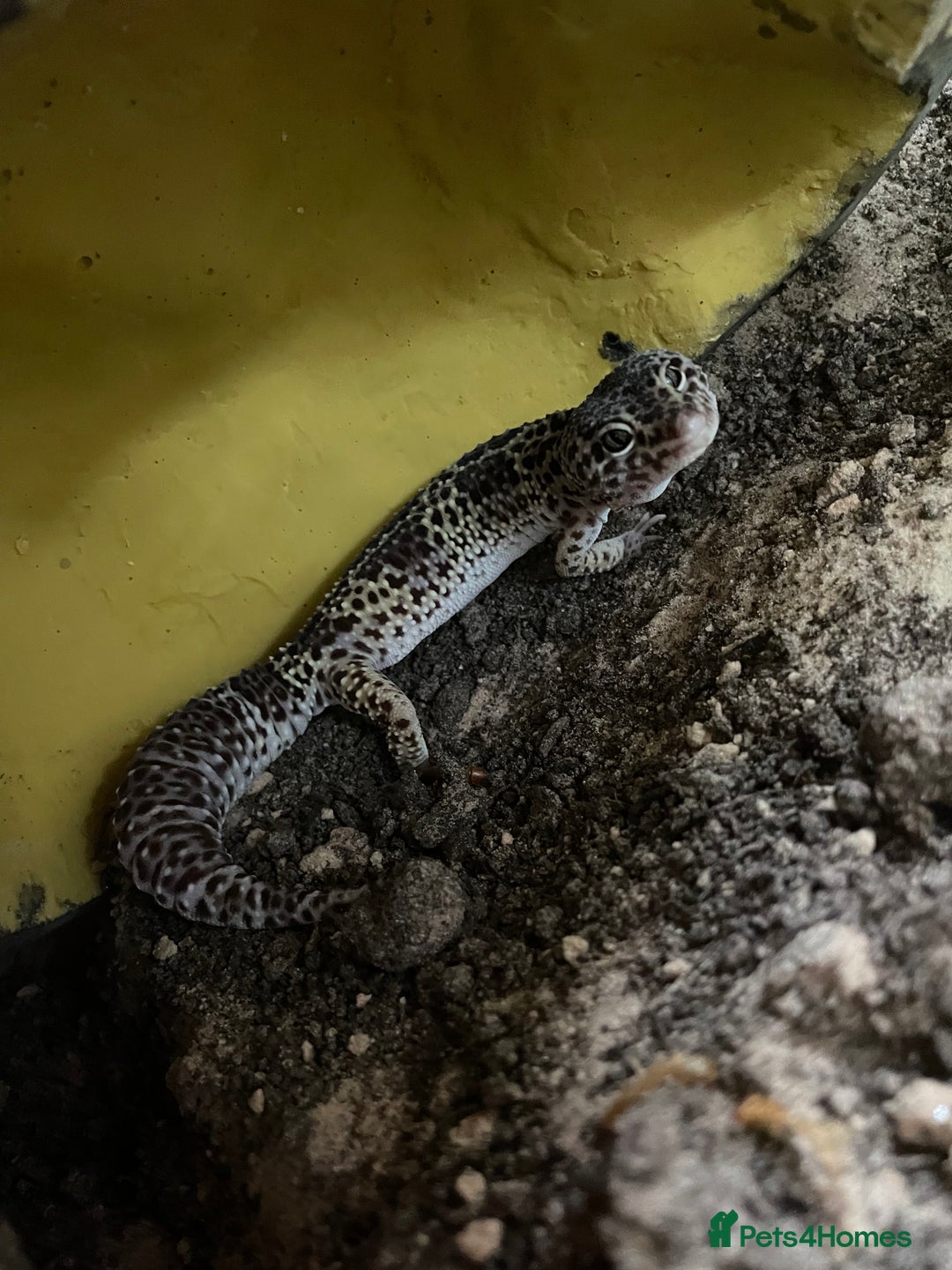 Leopard Gecko reptiles for sale: Leopard gecko - Image 2
