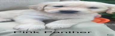 Golden Retriever 2