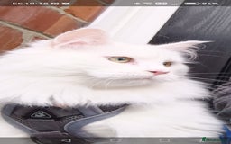 Maine Coon cats for sale: Main coon x Ragdoll - Image 5