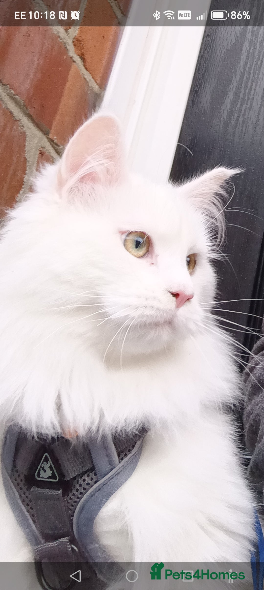 Maine Coon cats for sale: Main coon x Ragdoll - Image 5
