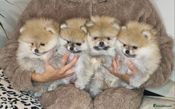 Pomeranian dogs for sale: CHAMPION BLOODLINE 3 female 1 male - Image 15