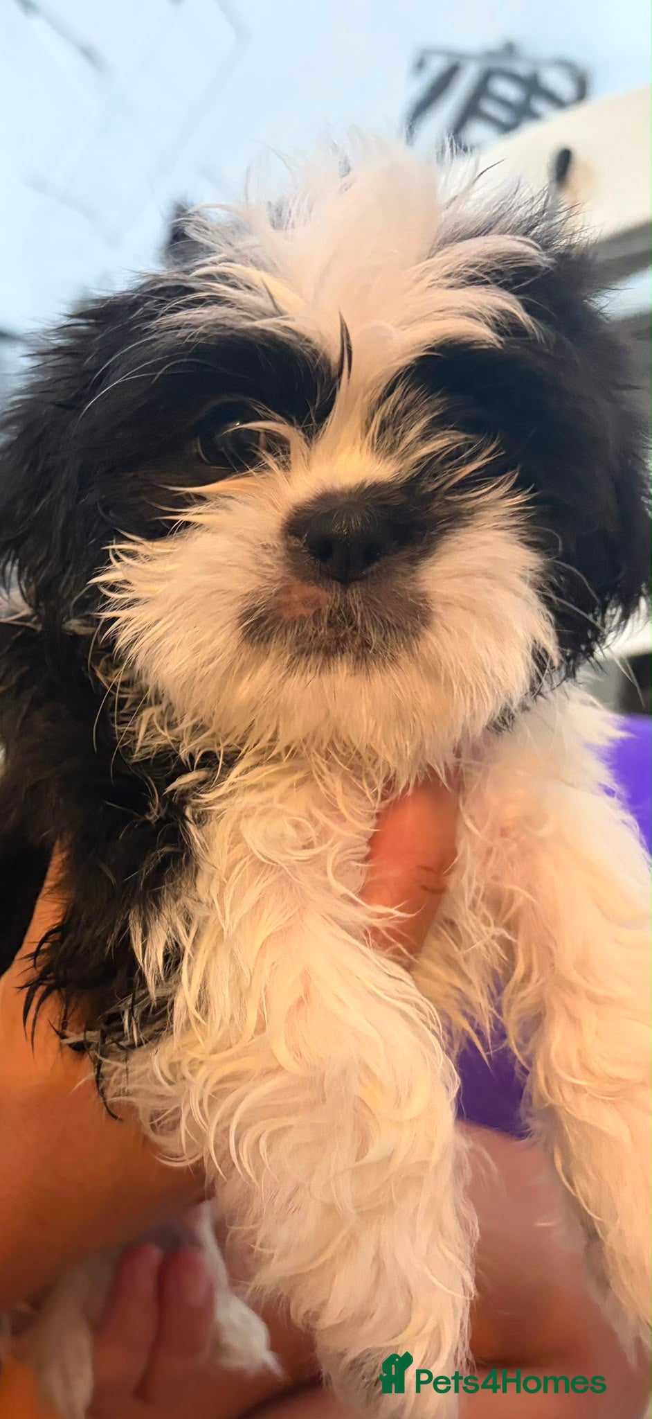 Shih Tzu dogs Shih tzu  - Advert 3