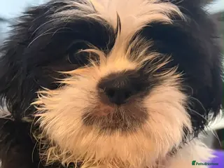 Shih Tzu dogs Shih tzu - Advert 1