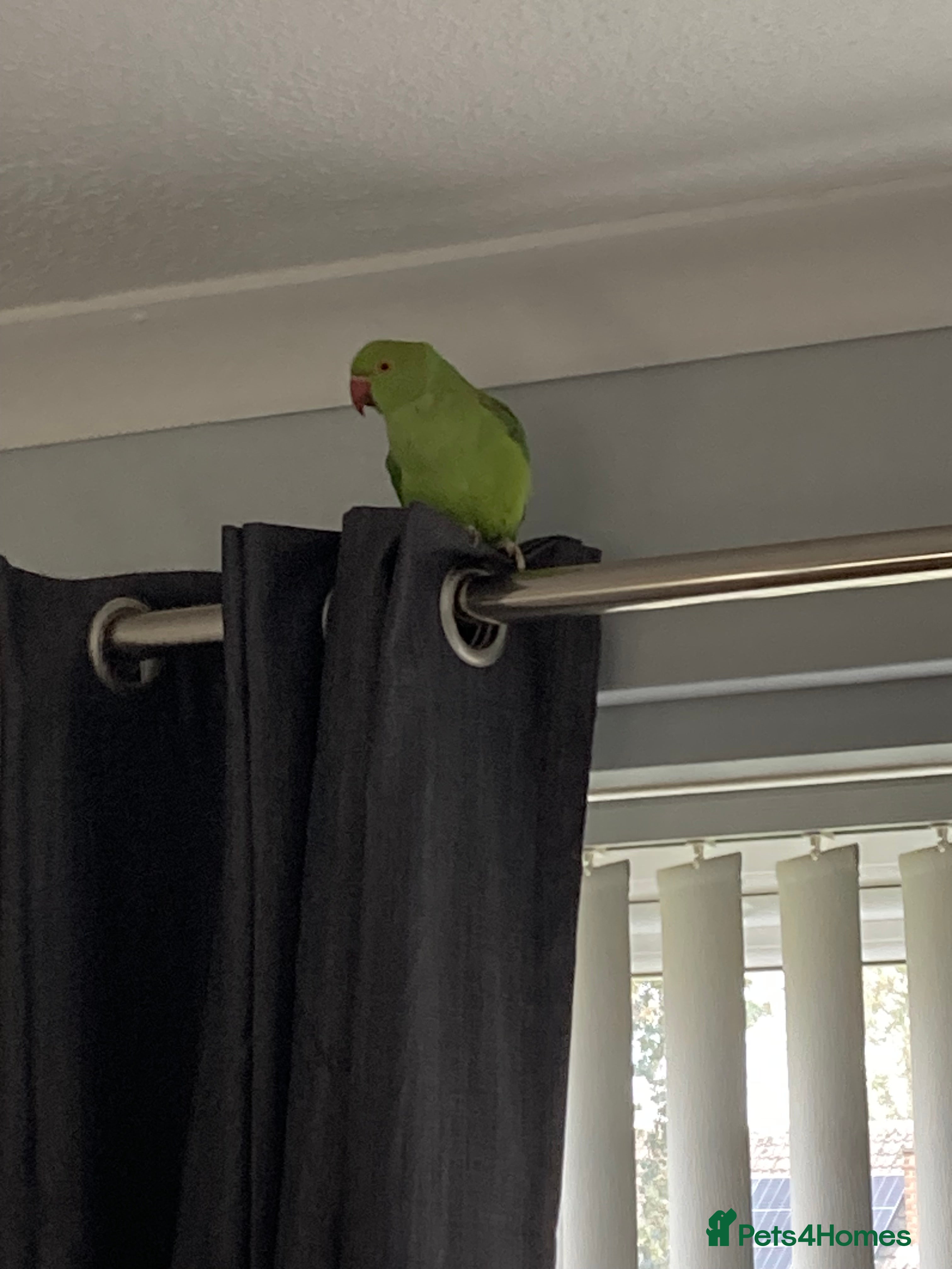 Ringnecks birds Ring neck  - Advert 1