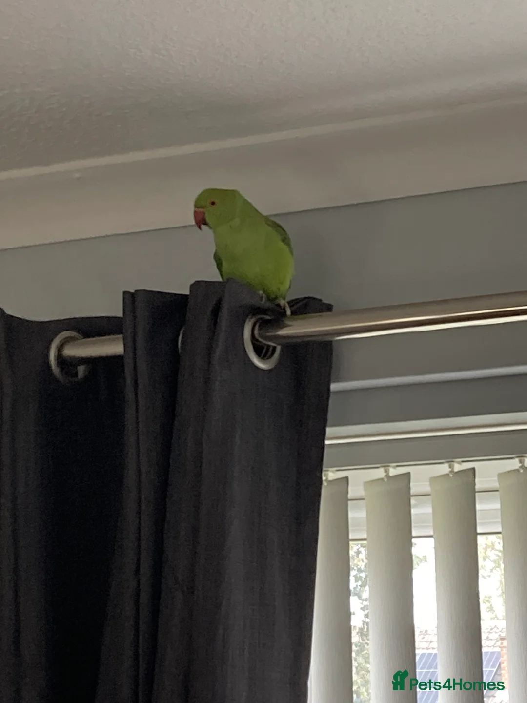 Ringnecks birds for sale: Ring neck  - Advert 1