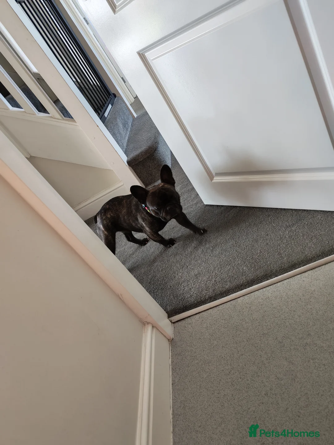 French Bulldog dogs for sale: 2 year old male kc reg French bulldog - Advert 2