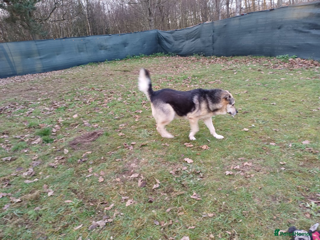 Mixed Breed dogs for adoption: 🐶Really… does nobody want to give me a chance? 💔 - Advert 2