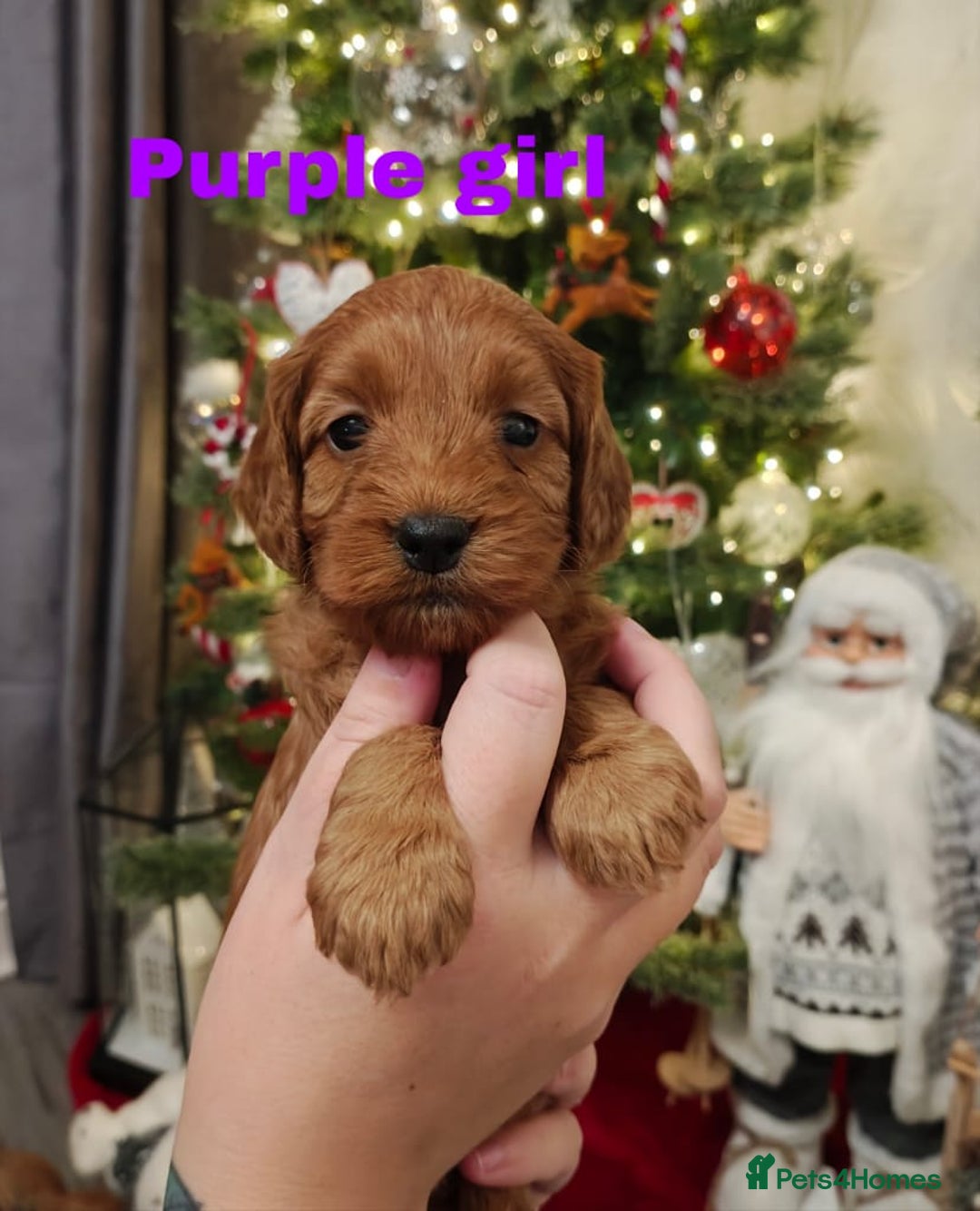 Cockapoo dogs for sale: Beautiful cockapoos puppies  - Advert 3