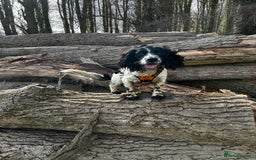 Cocker Spaniel dogs for stud: Cocker Spaniel for stud - Image 6