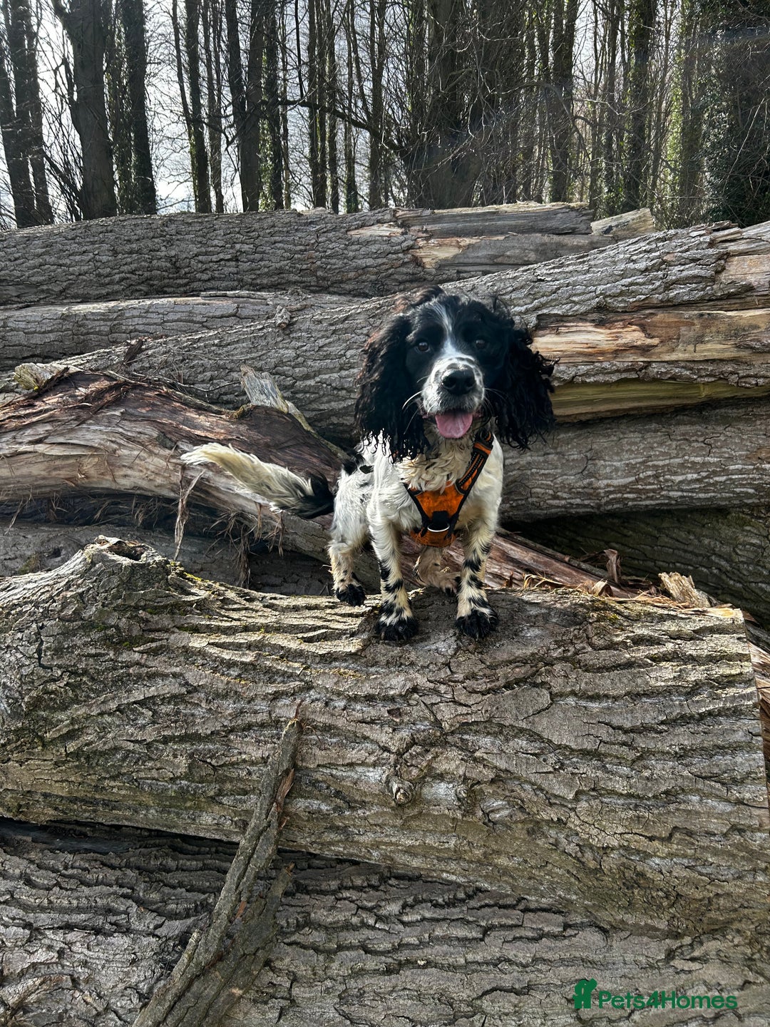 Cocker Spaniel dogs for stud: Cocker Spaniel for stud - Image 6