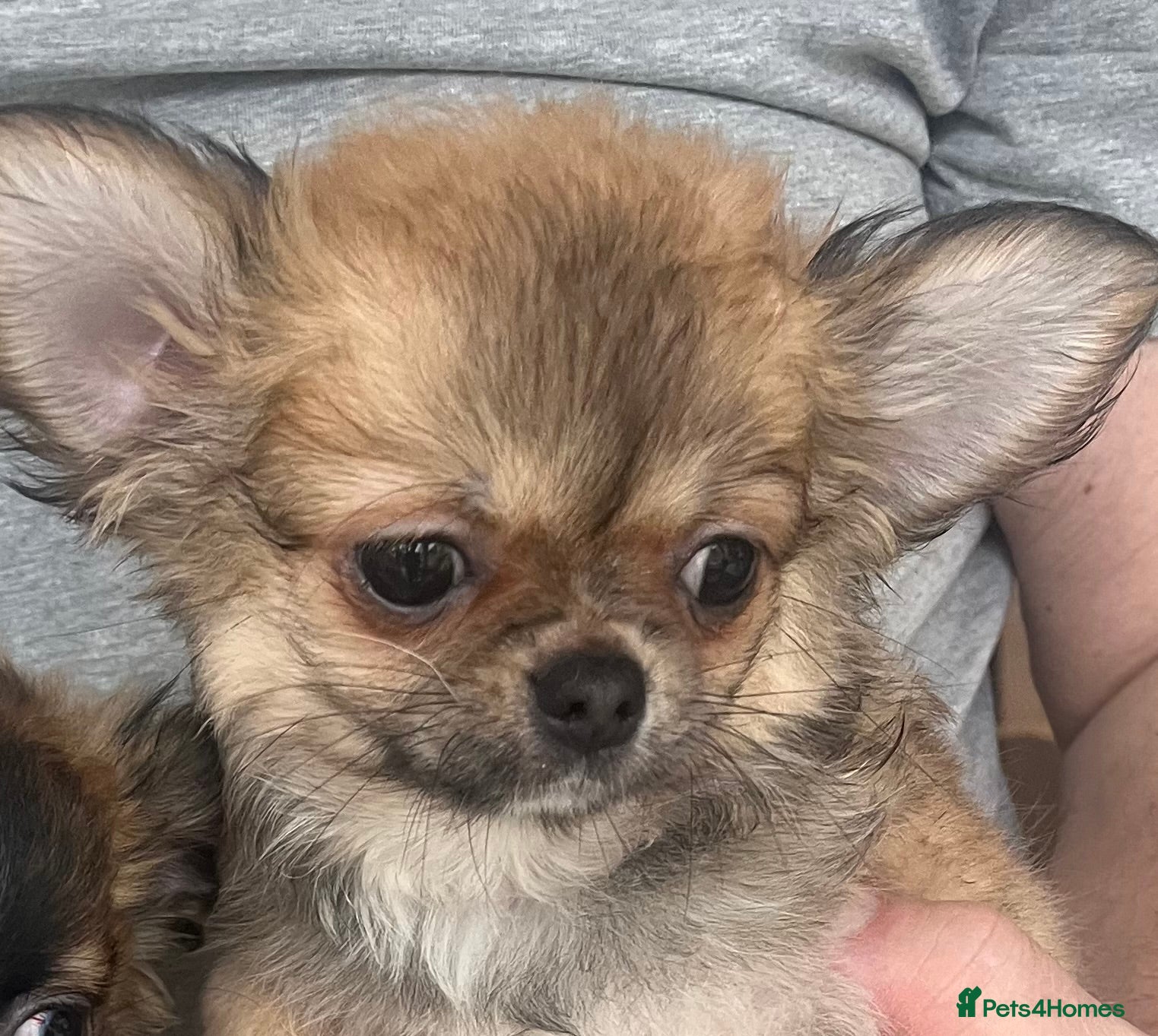 Chihuahua dogs Longcoat Chihuahua  - Advert 5