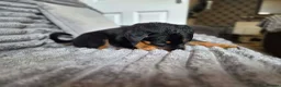 Rottweiler dogs for sale: Rottweiler Puppies Looking for Their Forever Homes - Advert 6