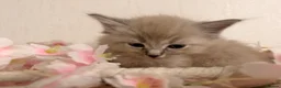Ragdoll cats for sale: 10 Stunning Ragdoll Kittens available 🐾 in Henfield - Advert 22