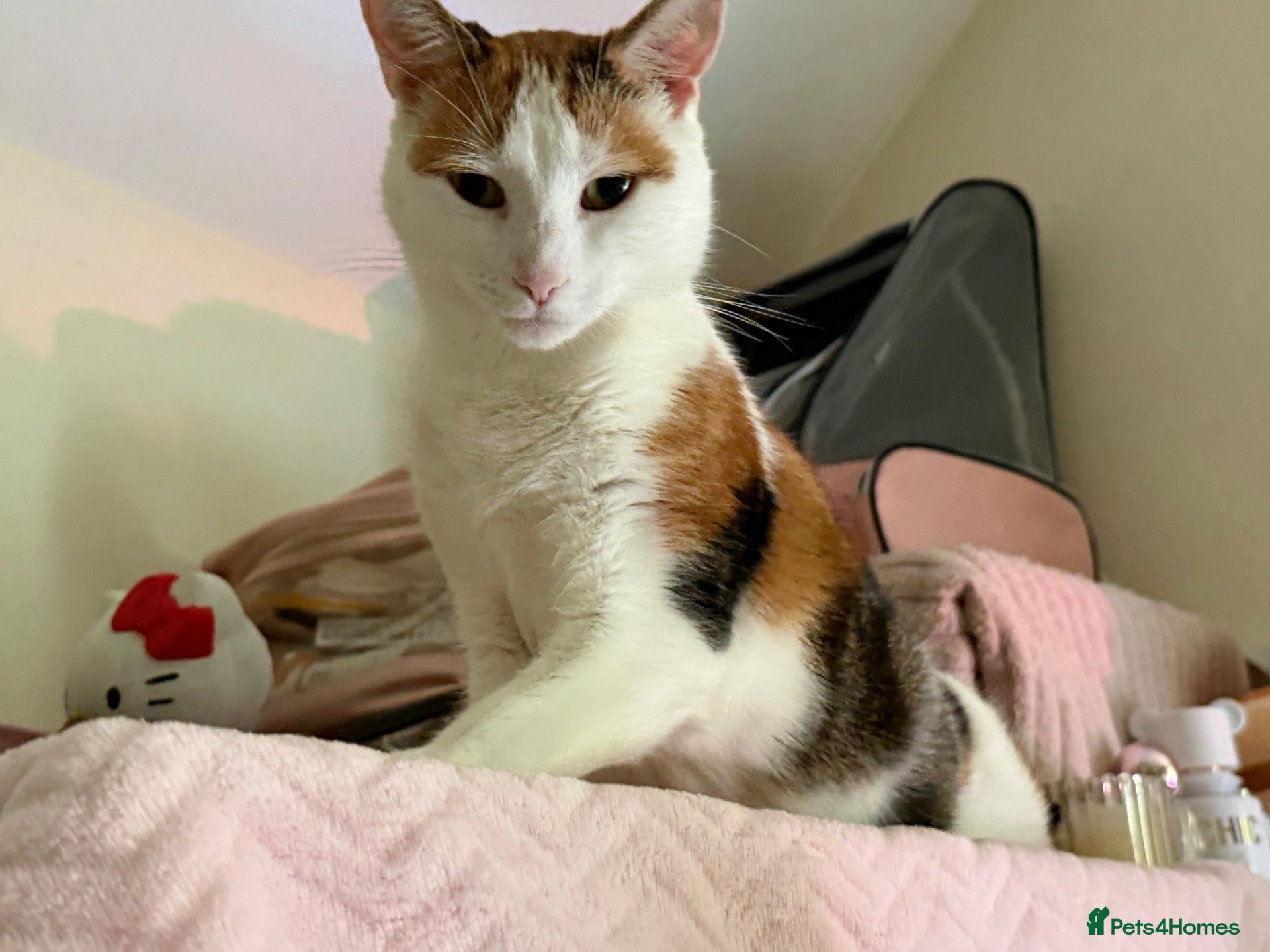 Mixed Breed cats  Looking for a New Home  - Advert 4