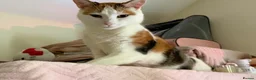 Mixed Breed cats for sale:  Looking for a New Home  in Newcastle - Advert 1