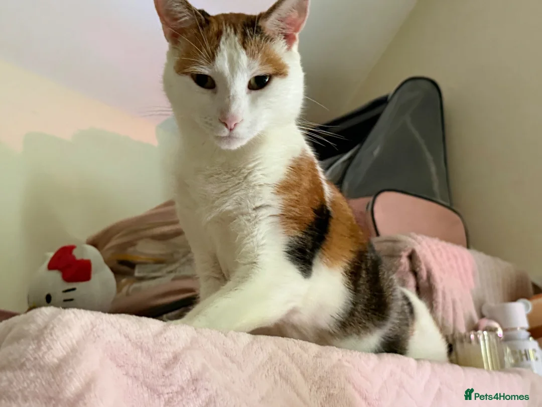 Mixed Breed cats for sale:  Looking for a New Home  in Newcastle - Advert 1