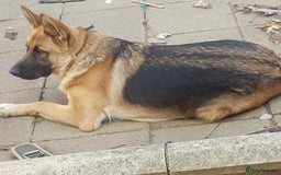German Shepherd dogs for sale: German Shepard full breed  - Image 3