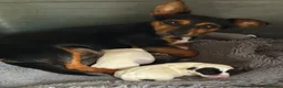 Jack Russell dogs for sale: Beautiful Jack Russell puppies  in Reading - Advert 3