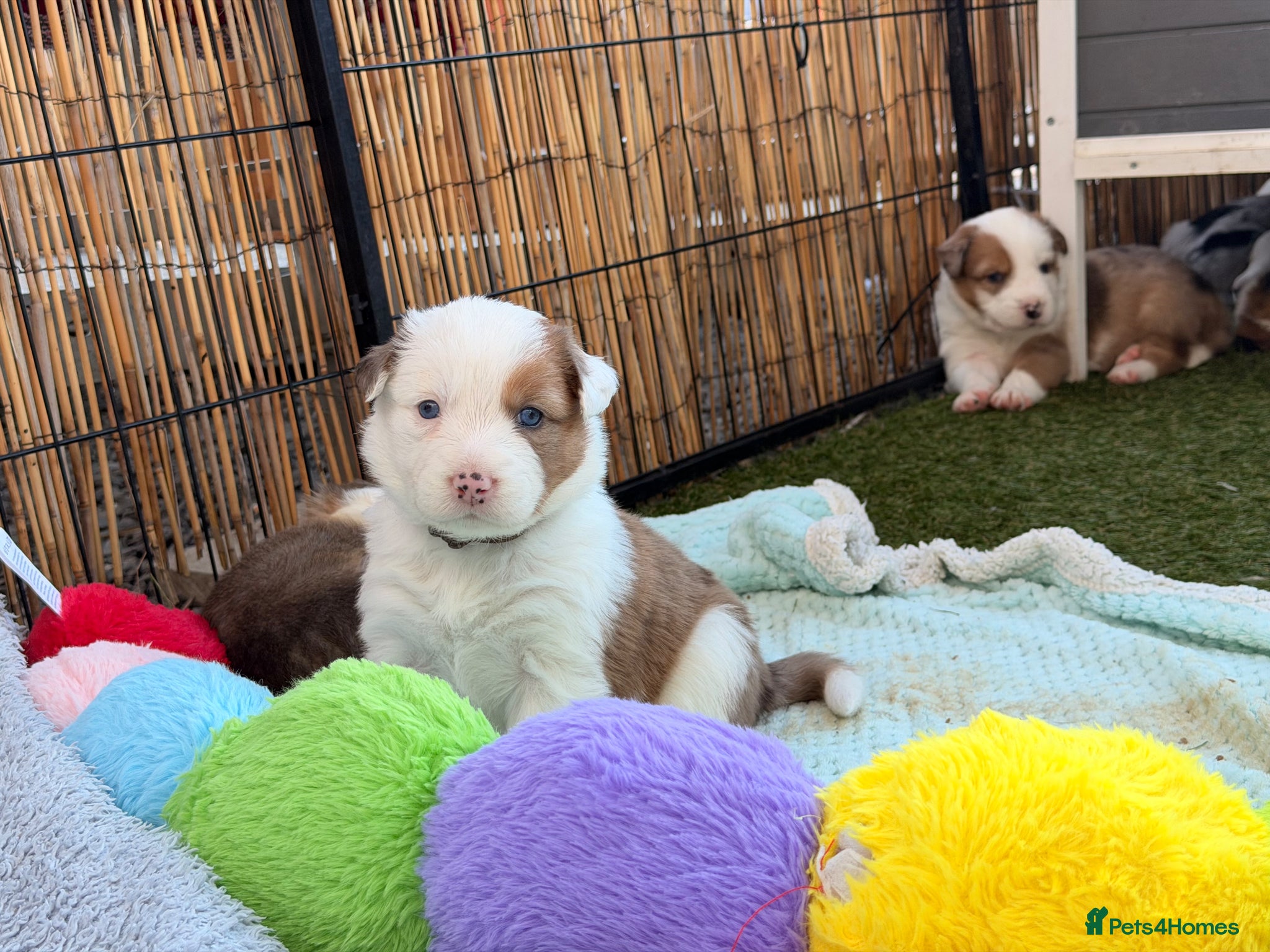 Border Collie dogs Stunning Show line puppies,various colours  - Advert 1