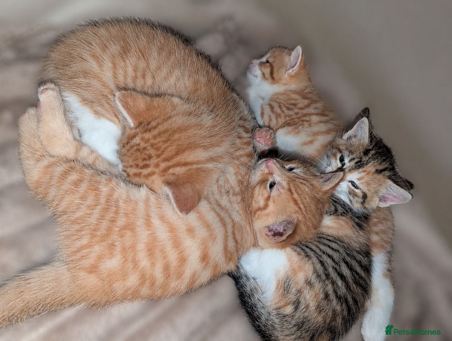 Turkish Van cats Beautiful little kittens  - Advert 1