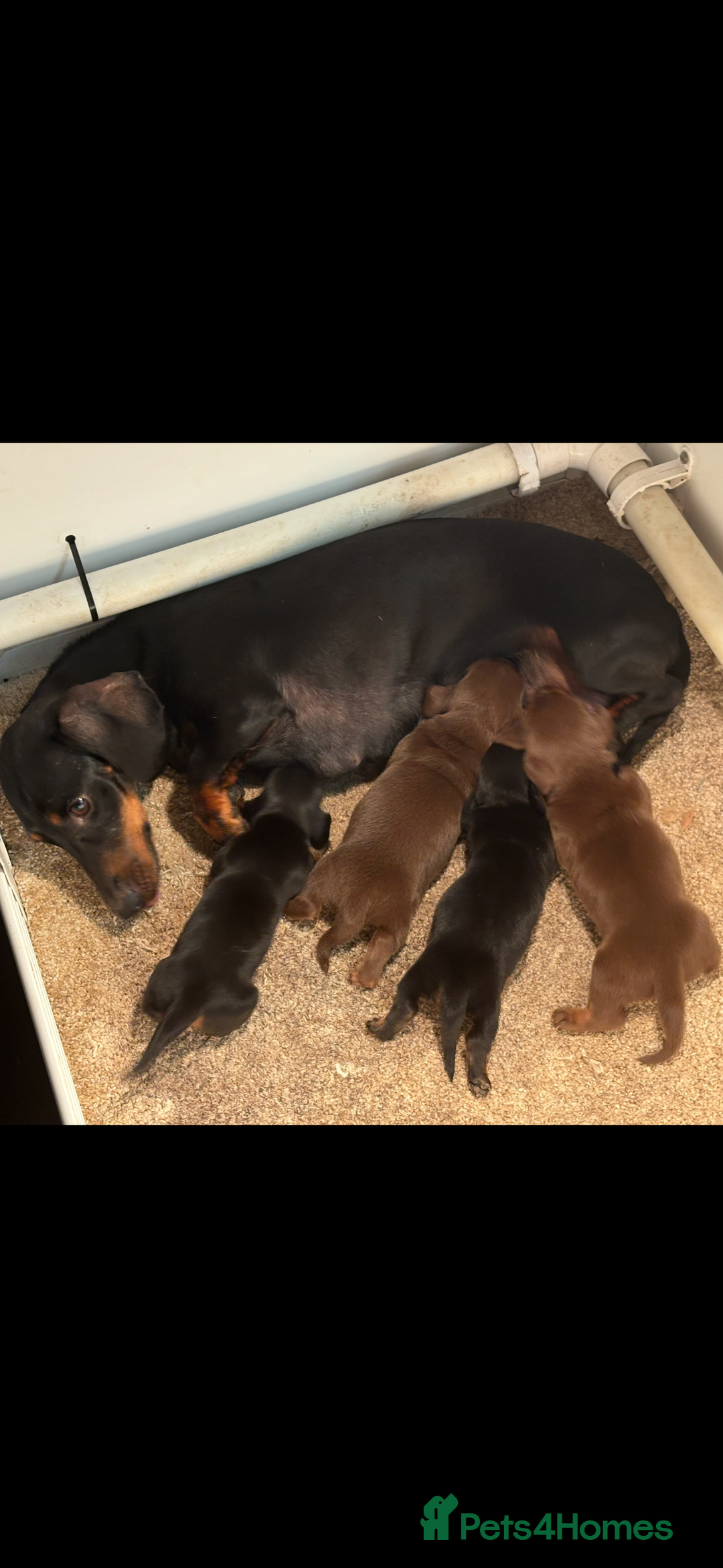 Miniature Dachshund dogs for sale: Top quality mini smooth dachshunds - Image 8