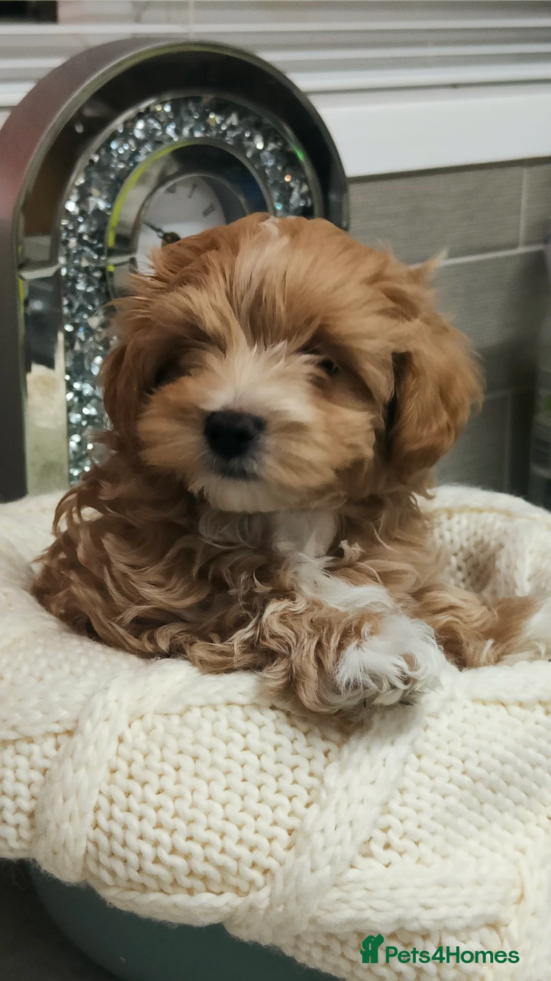 Maltipoo dogs for sale: Exclusive F1 Tiny Asian Maltipoo Puppies  - Advert 14