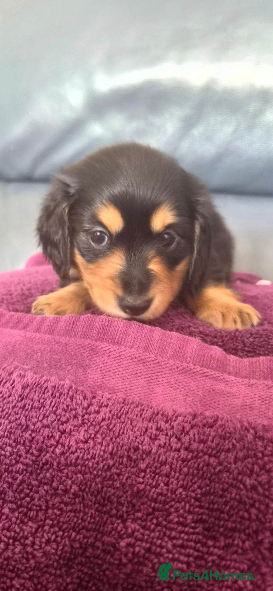Miniature Dachshund dogs Longhaired Minature Dachshund  - Advert 8