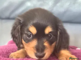 Miniature Dachshund dogs Longhaired Minature Dachshund - Advert 1