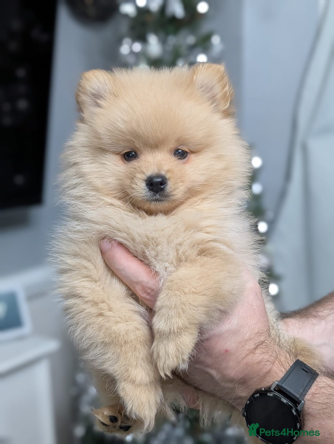 Mixed Breed dogs for sale: Pomeranian x Spitz puppy  - Advert 7
