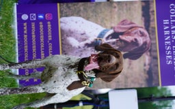 German Shorthaired Pointer dogs for stud: KC GSP Stud – Stunning, Strong, Smart - Image 14