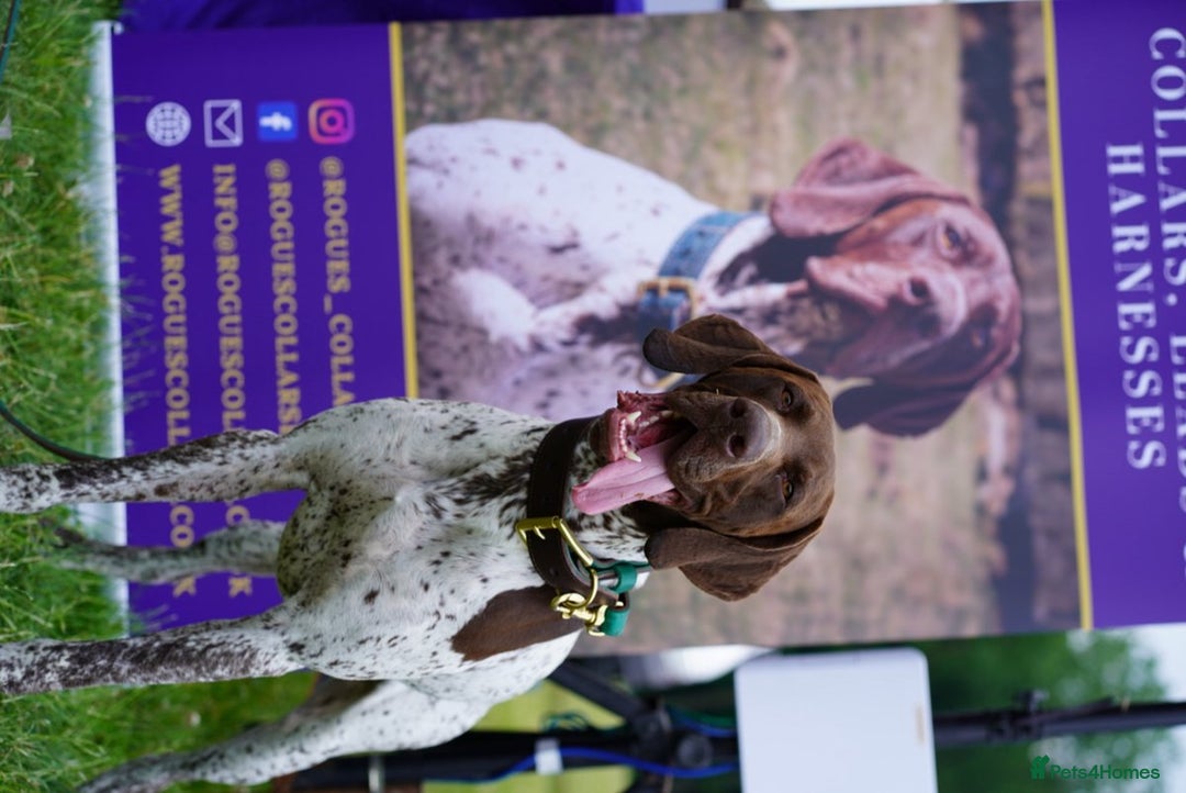 German Shorthaired Pointer dogs for stud: KC GSP Stud – Stunning, Strong, Smart - Image 14