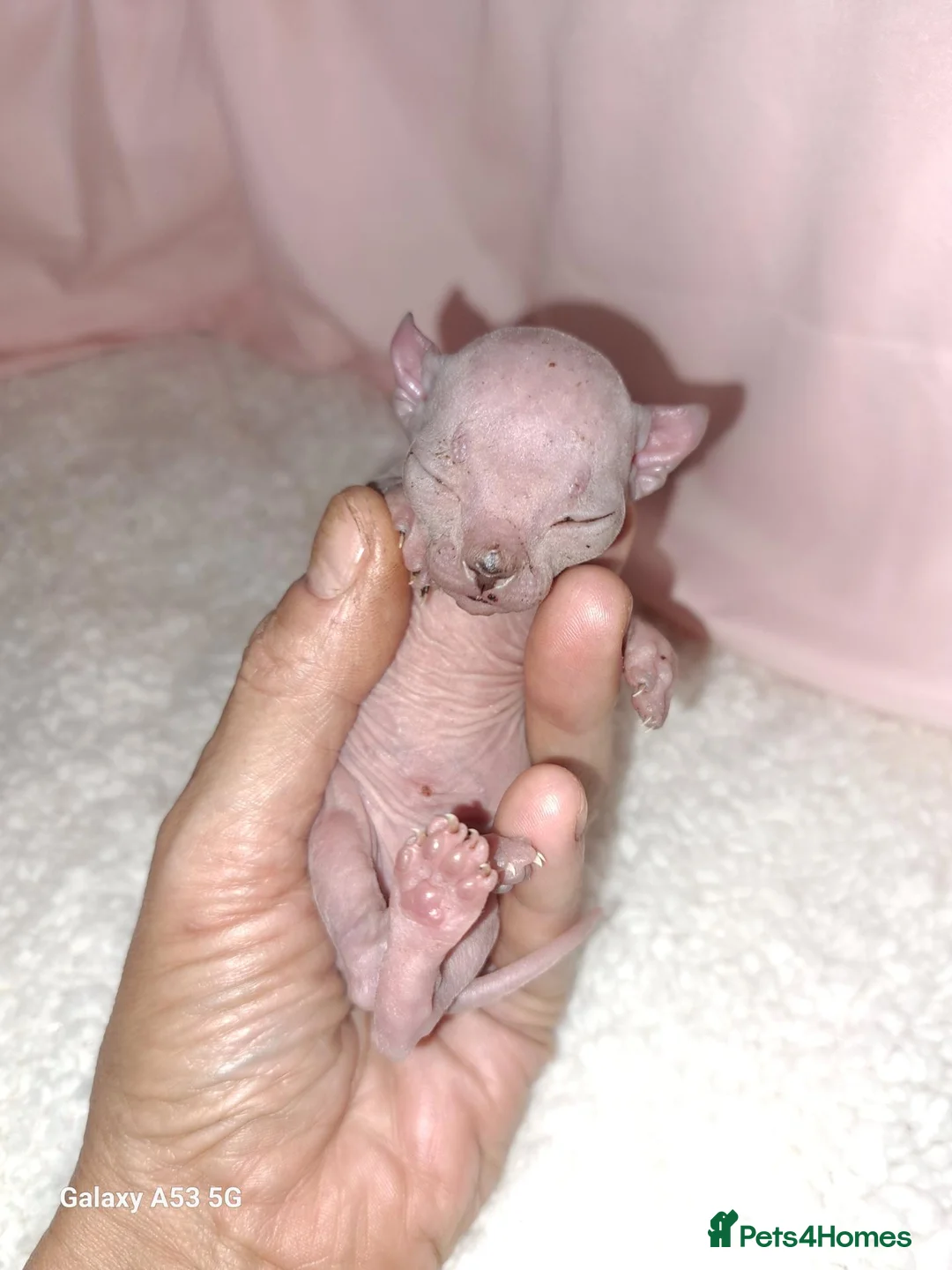 Sphynx cats for sale: Sphynx kittens in Newcastle upon Tyne - Advert 9