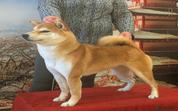 Japanese Shiba Inu dogs for sale: Japanese shiba inu - Image 5