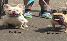 French Bulldog dogs for sale: French bulldog puppies fluffy carriers  - Image 8