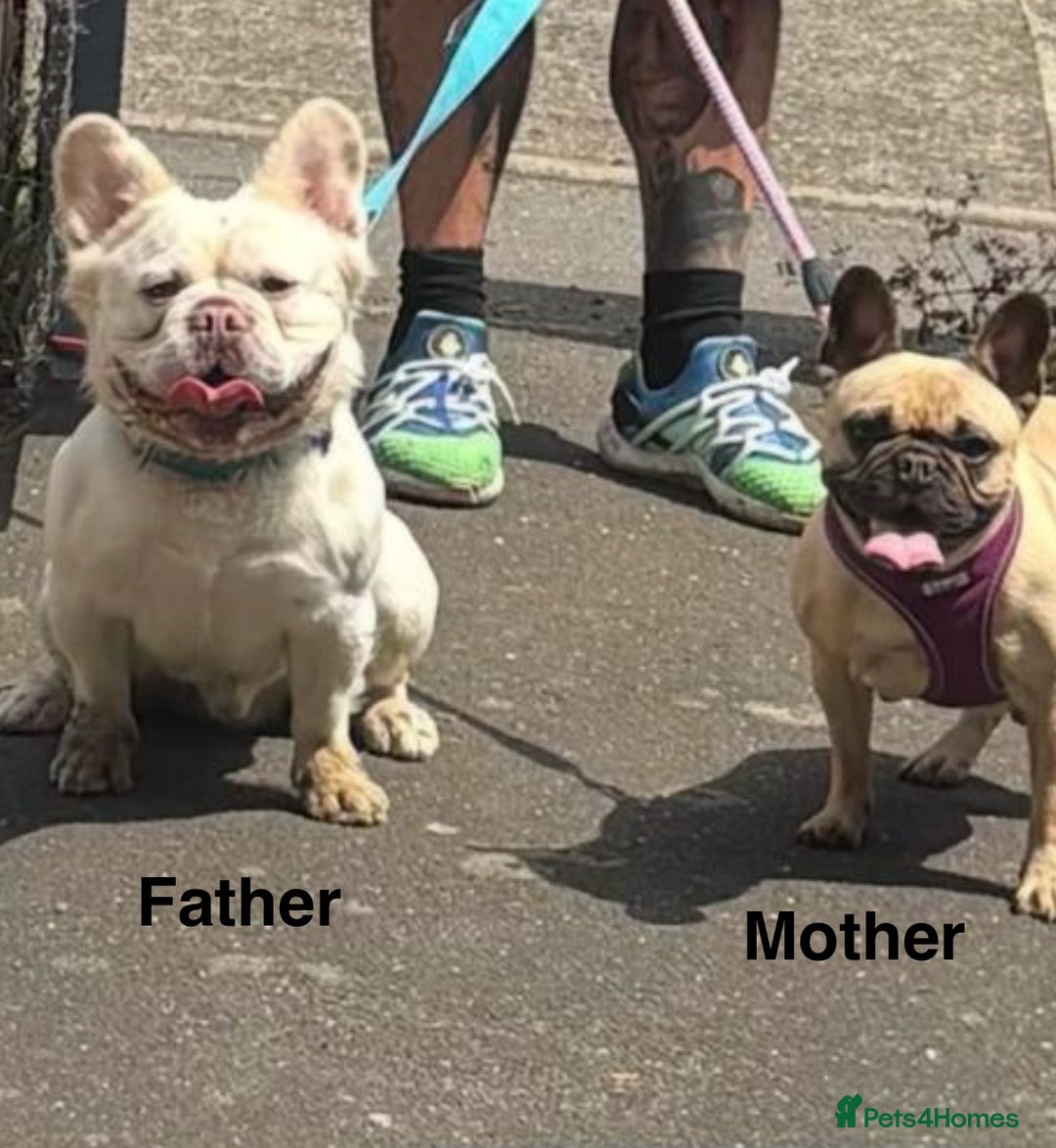 French Bulldog dogs for sale: French bulldog puppies fluffy carriers  - Image 8