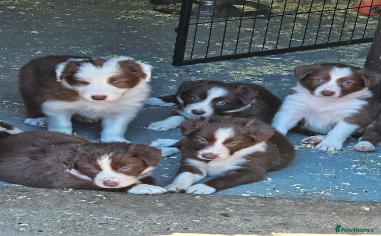 Border Collie dogs - Advert 4