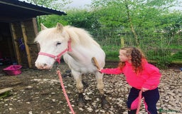 Riding pony horses for sale: For Sale Kids Lead Rein Pony! Safe and Bombproof - Advert 34