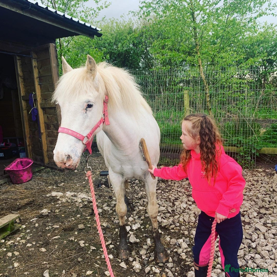 Riding pony horses for sale: For Sale Kids Lead Rein Pony! Safe and Bombproof - Advert 34